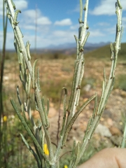 Heterolepis peduncularis