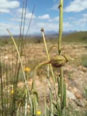 Heterolepis peduncularis