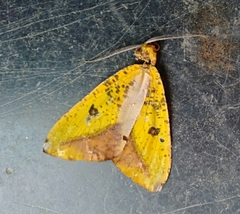Lepidoptera