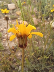 Heterolepis peduncularis