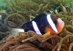 Yellowtail Clownfish photo 4