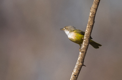 Eremomela pusilla