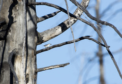 Sitta europaea asiatica