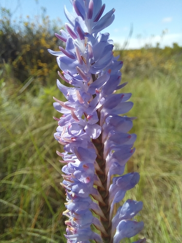 Image of Micranthus plantagineus by (c) kevin koen, some rights reserved (CC BY-SA)