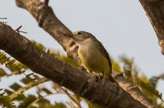 Eremomela pusilla