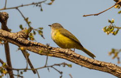 Eremomela pusilla