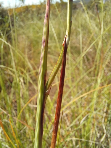 Image of Micranthus plantagineus by (c) kevin koen, some rights reserved (CC BY-SA)