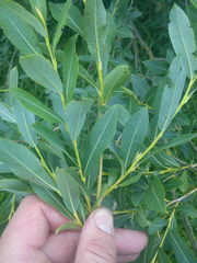 Salix × forbyana