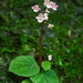 Begonia fimbristipula - Photo (c) 曾云保,  זכויות יוצרים חלקיות (CC BY-NC), הועלה על ידי 曾云保