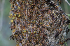 Polistes oculatus