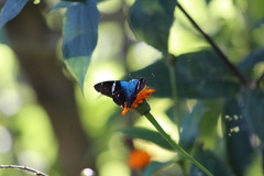 Astraptes fulgerator azul