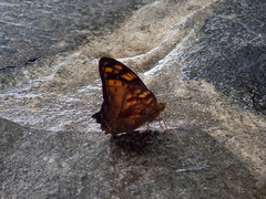 Vagrans sinha
