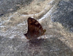 Vagrans sinha