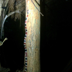 Rhinobothryum bovallii