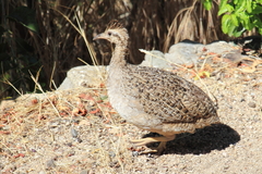 Nothoprocta perdicaria