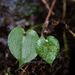 Pinellia cordata - Photo (c) 曾云保, some rights reserved (CC BY-NC), uploaded by 曾云保