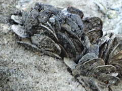 Isognomon