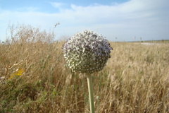 Allium guttatum guttatum