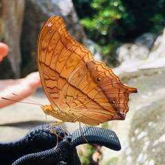 Vindula dejone erotoides