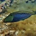 Bluelined Leatherjacket - Photo (c) J. Martin Crossley, some rights reserved (CC BY-NC-SA), uploaded by J. Martin Crossley
