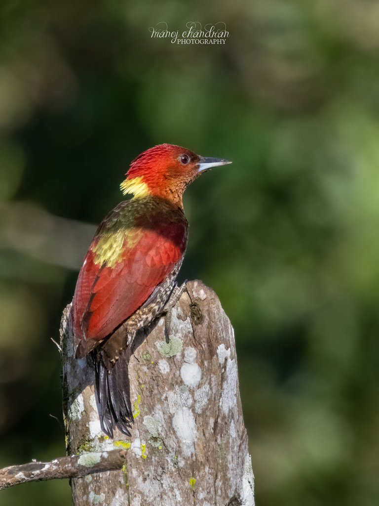 Banded Woodpecker