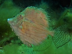 Chaetodermis penicilligerus
