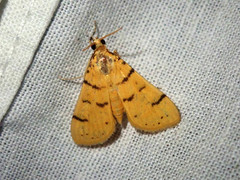 Xanthomelaena