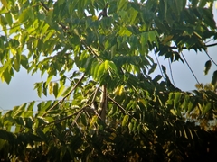 Sporophila corvina