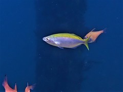 Caesioscorpis theagenes