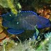 Western Blue Devil - Photo (c) J. Martin Crossley, some rights reserved (CC BY-NC-SA), uploaded by J. Martin Crossley