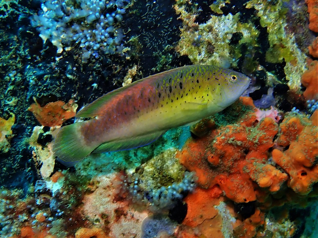 Black-Spotted Parrotfish