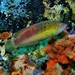 Blackspotted Wrasse - Photo (c) Martin, some rights reserved (CC BY-NC-SA), uploaded by Martin