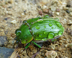 Stethaspis suturalis