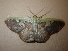 Zythos turbata