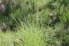Poaceae
