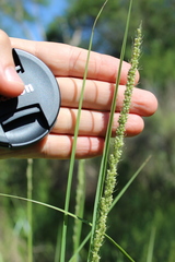 Poaceae