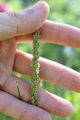 Poaceae
