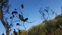 Trichonephila clavata