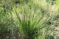 Poaceae