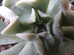 Echeveria runyonii