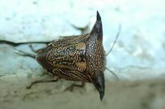 Alcimocoris coronatus