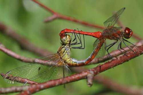 Ruddy Darter, photo 8 of 10