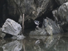 Enicurus schistaceus