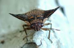 Alcimocoris coronatus