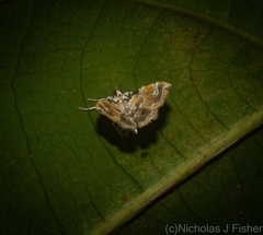 Musotima