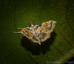 Musotima