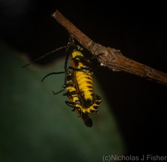 Chauliognathus atricornis