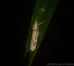 Graphosia stenopepla