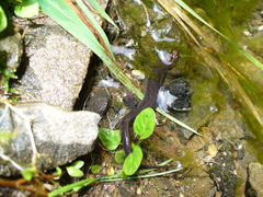 Desmognathus imitator