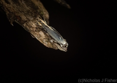 Thiotricha atractodes